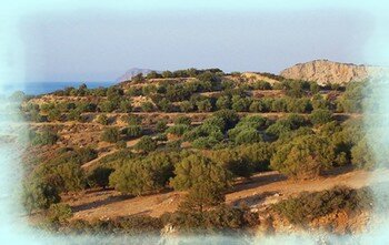 Olive trees covering dry hillsides, with the sea in the distance