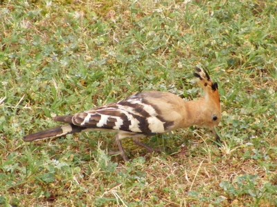 Plants and Animals of Crete: A Wildlife and Nature Guide